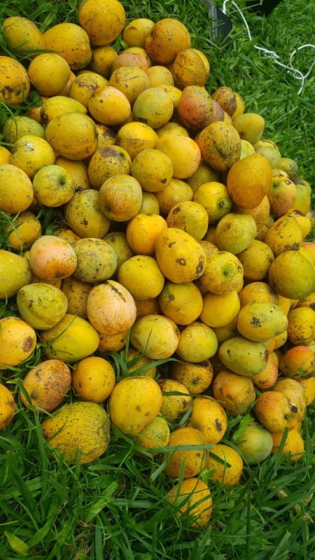 Local sweet mangoes from Uganda